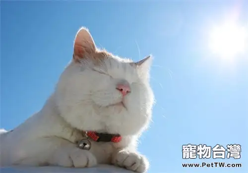 當貓咪老了我們要這樣做(1圖)-寵物台灣