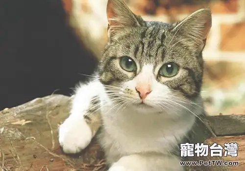 新來的貓咪進家需要注意哪些(1圖)-寵物台灣