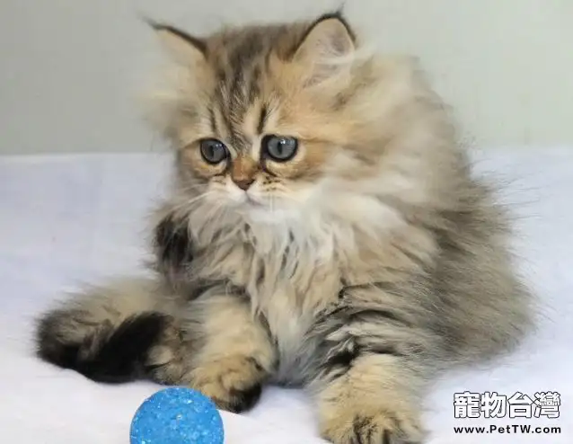 如何預防貓咪中毒0(1圖)-寵物台灣