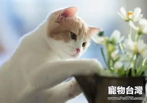 貓咪飼養必備小常識