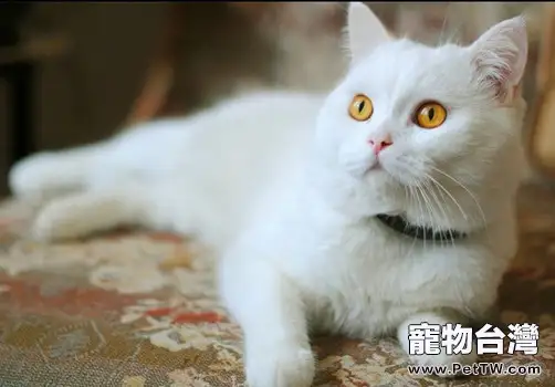 【美食攻略】自製貓咪美味妙鮮包(共3張圖片)-寵物台灣