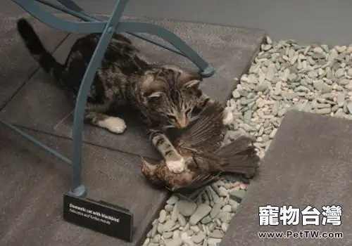 流浪貓——鳥兒的頭號殺手(共2張圖片)-寵物台灣