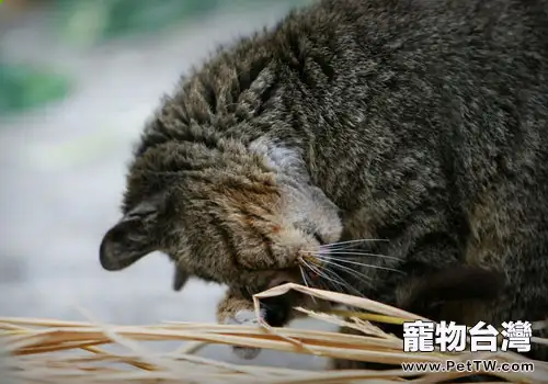 不要讓你的貓咪四處撿食(共2張圖片)-寵物台灣