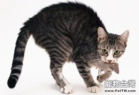 貓咪恐懼時候會有什麼表現(1圖)-寵物台灣