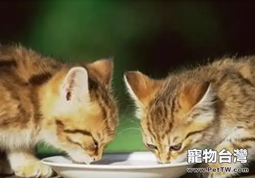 關於貓咪營養與餵食的一些問題(1圖)-寵物台灣