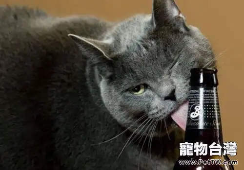 貓咪可以喝酒嗎?(1圖)-寵物台灣