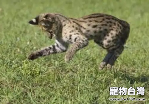 貓咪的捕獵能力有多強(1圖)-寵物台灣