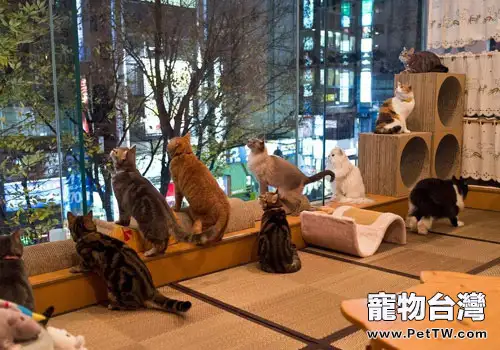 用貓咪招攬生意有利有弊(1圖)-寵物台灣