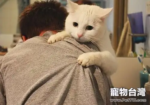 貓咪如何與我們交流?(1圖)-寵物台灣