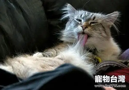 化毛膏使用的注意事項(1圖)-寵物台灣