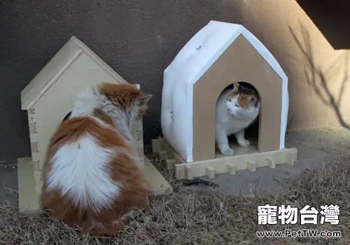 給貓咪眾籌一個大房子?(共2張圖片)-寵物台灣
