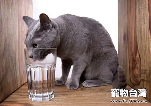冬天如何讓貓咪盡情喝水(共2張圖片)-寵物台灣