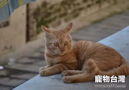 貓咪眼睛流淚,眼屎多該怎麼辦? (1圖)-寵物台灣