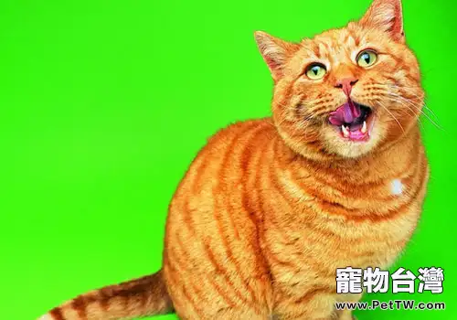 貓咪「喵喵叫」是在述說什麼?(1圖)-寵物台灣