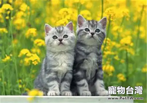 貓罐頭的保鮮秘籍(1圖)-寵物台灣