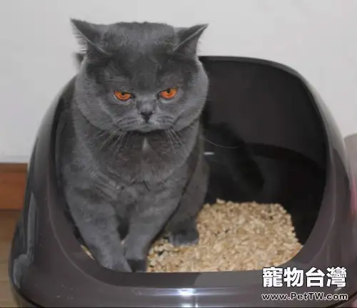 松木貓砂的使用建議(1圖)-寵物台灣