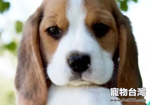 寵物走丟不要慌,冷靜應對是上策(1圖)-寵物台灣