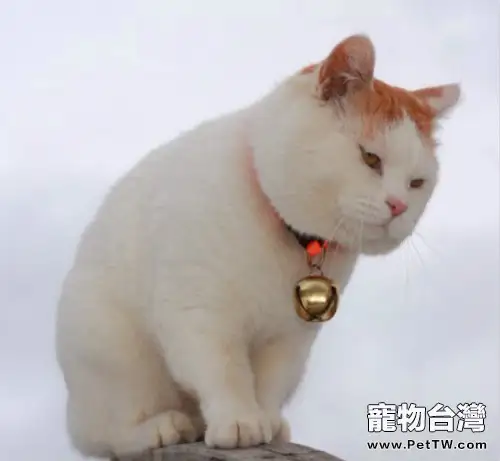 如何防止貓咪減肥反彈(1圖)-寵物台灣