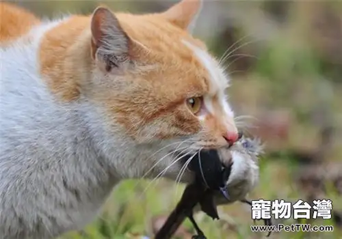 貓咪為什麼會抓東西送給主人