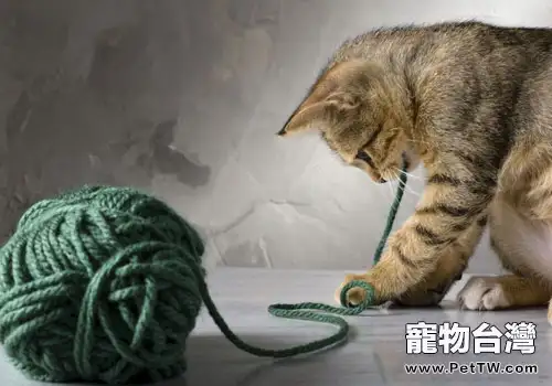 絕對不能碰!以下貓咪的飲食禁忌你知道嗎?(1圖)-寵物台灣