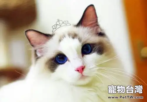 以下錯誤的養貓方法,各位可千萬不能學哦!(1圖)-寵物台灣