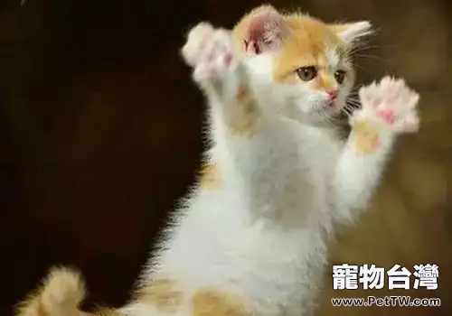 被家狗家貓抓傷用不用打疫苗(1圖)-寵物台灣