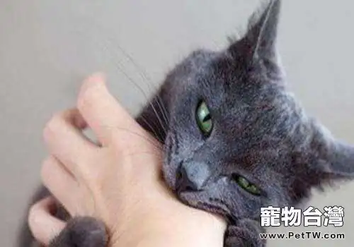 被貓咬了發病的前兆是什麼(1圖)-寵物台灣