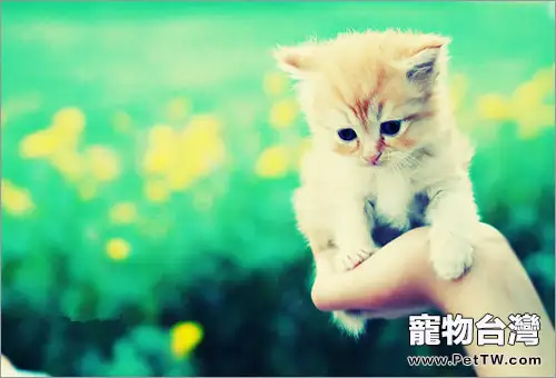 合格貓奴必學:如何為愛貓做按摩(1圖)-寵物台灣