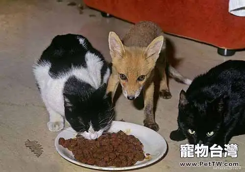貓不能吃的食物都有哪些?(1圖)-寵物台灣