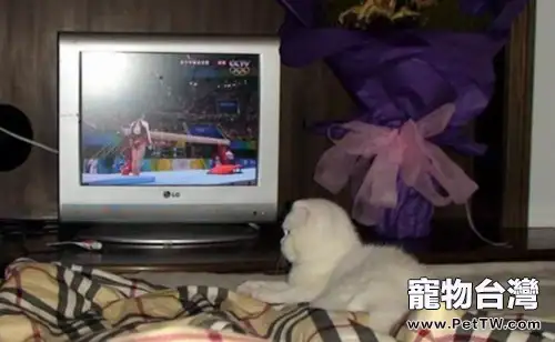 讓你的愛貓遠離電器輻射(1圖)-寵物台灣