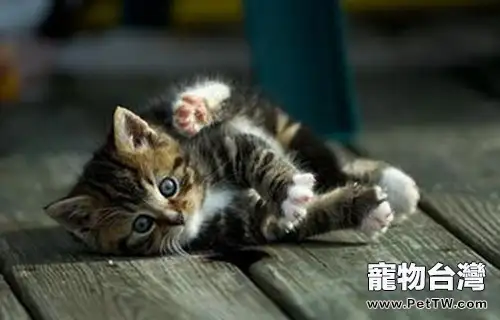 貓咪磨爪的不同類型(1圖)-寵物台灣