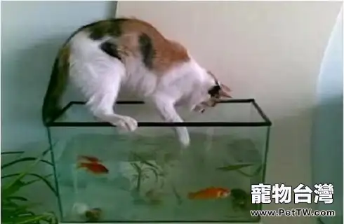 貓為什麼喜歡吃魚