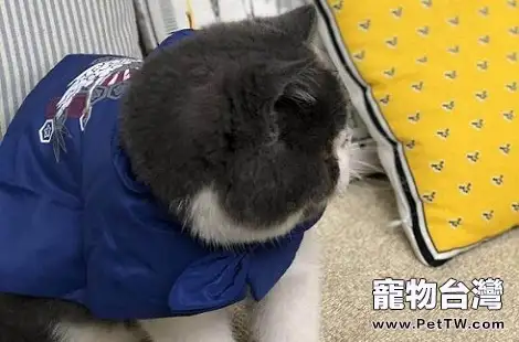 貓咪吃了化毛膏會出現什麼症狀?(共3張圖片)-寵物台灣