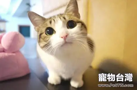 貓咪可以吃西瓜嗎?吃西瓜好不好?(共3張圖片)-寵物台灣