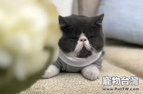 貓咪身體裡都需要哪些維生素?(共4張圖片)-寵物台灣