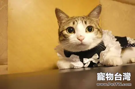 貓咪年齡大了有便秘情況怎麼辦?(共3張圖片)-寵物台灣