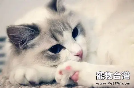 布偶貓拉肚子是因為著涼了嗎?(共3張圖片)-寵物台灣