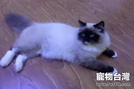 布偶貓到底有沒有把你當主人?(共3張圖片)-寵物台灣