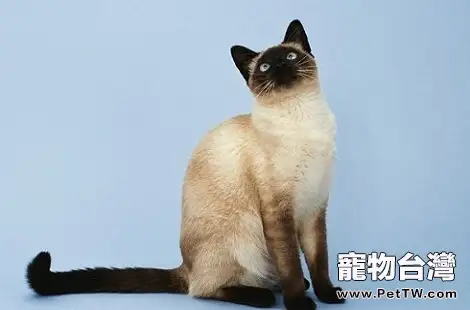 暹羅貓的嗓子啞了怎麼辦?(共3張圖片)-寵物台灣