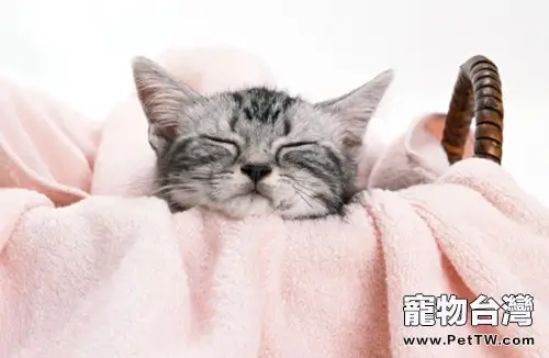 怎麼判斷寵物貓有壓抑情緒(1圖)-寵物台灣