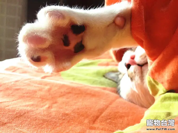 讓貓咪愛上貓抓板(1圖)-寵物台灣