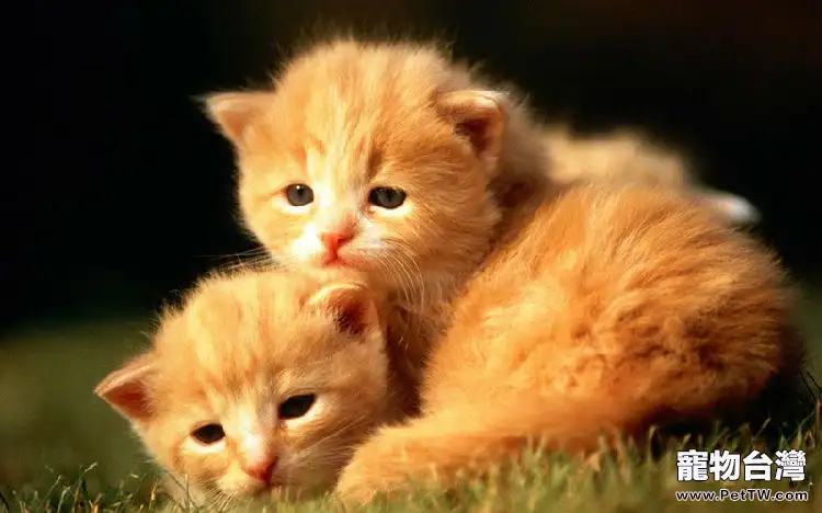 貓咪愛撓脖子的秘密(1圖)-寵物台灣