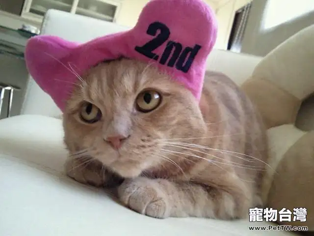 飼養寵物貓所講究的風水(1圖)-寵物台灣
