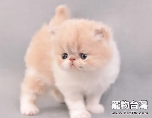 需要喂貓咪吃草嗎(1圖)-寵物台灣