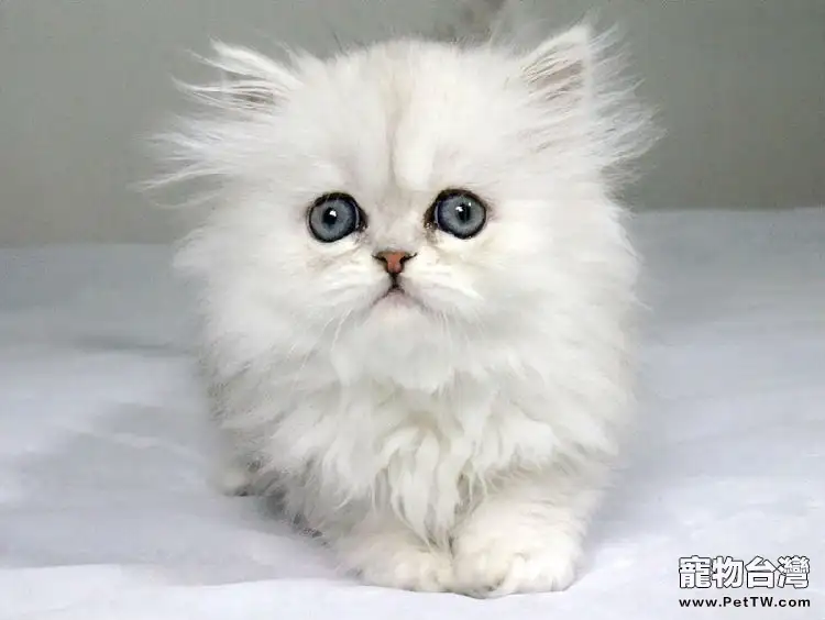 貓咪美毛從日常梳理開始(1圖)-寵物台灣