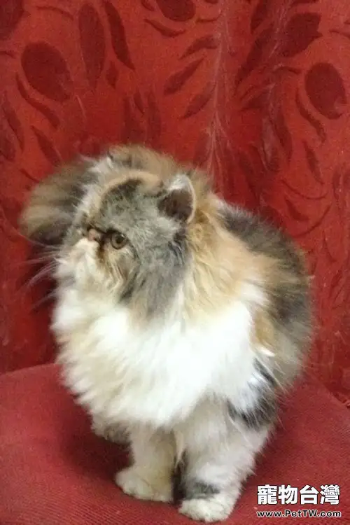 如何使用貓薄荷(1圖)-寵物台灣