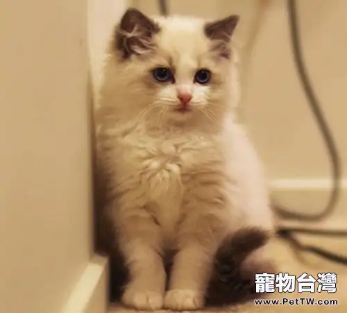 貓咪到底愛不愛聊天(1圖)-寵物台灣