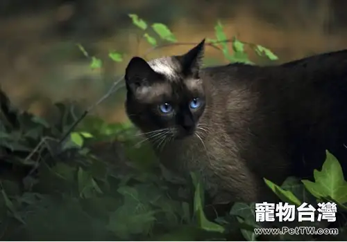 貓咪為什麼會拱背炸毛(1圖)-寵物台灣