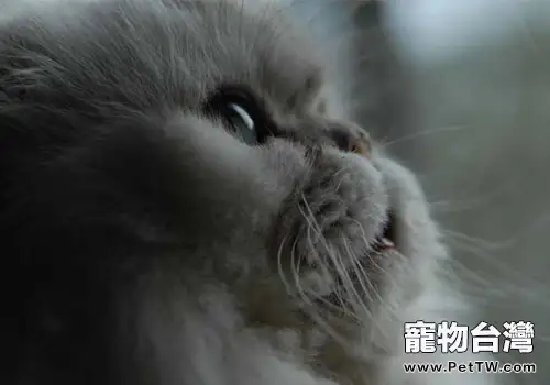 讓人煩惱的貓式接吻(1圖)-寵物台灣