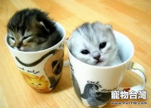 貓咪咕嚕咕嚕叫是因為開心嗎?(1圖)-寵物台灣